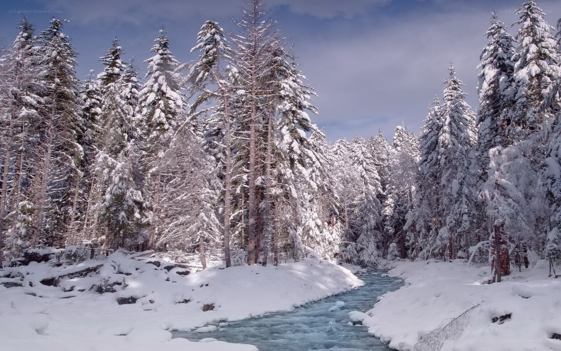 Snowy forest river scene