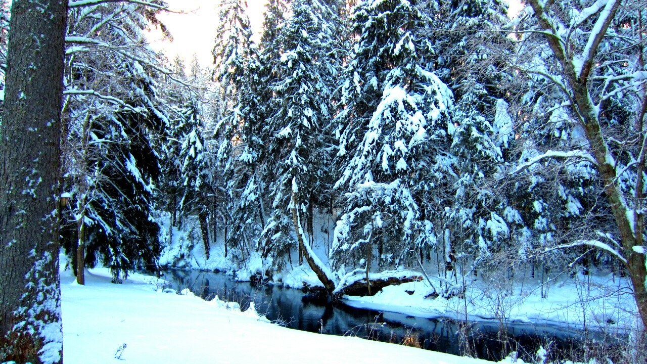 snowy forest river scene