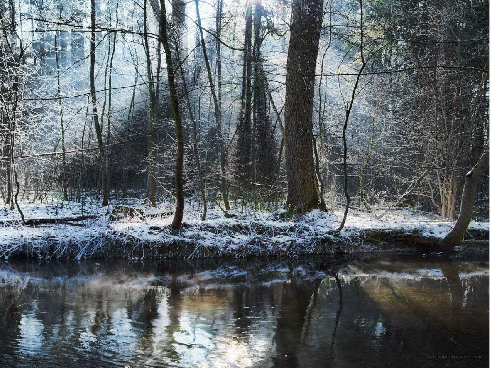 Snowy forest river scene