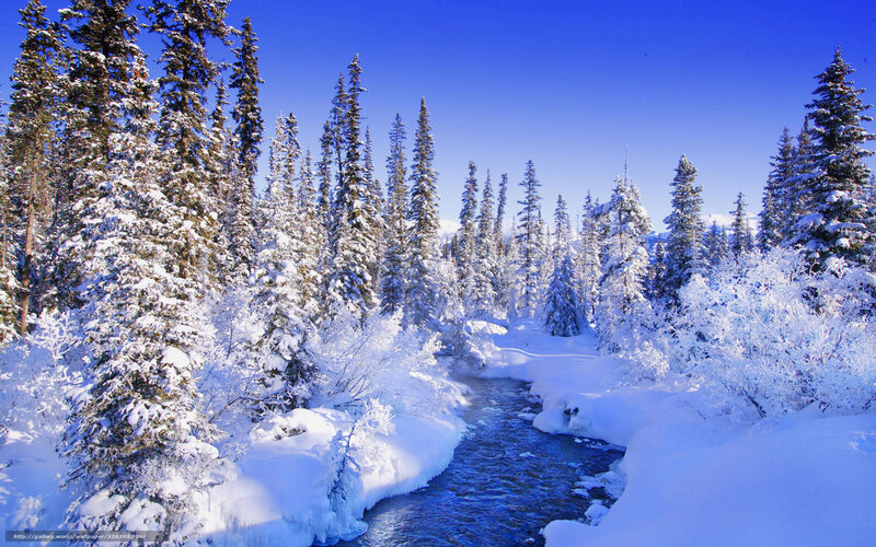 Snowy forest river scene
