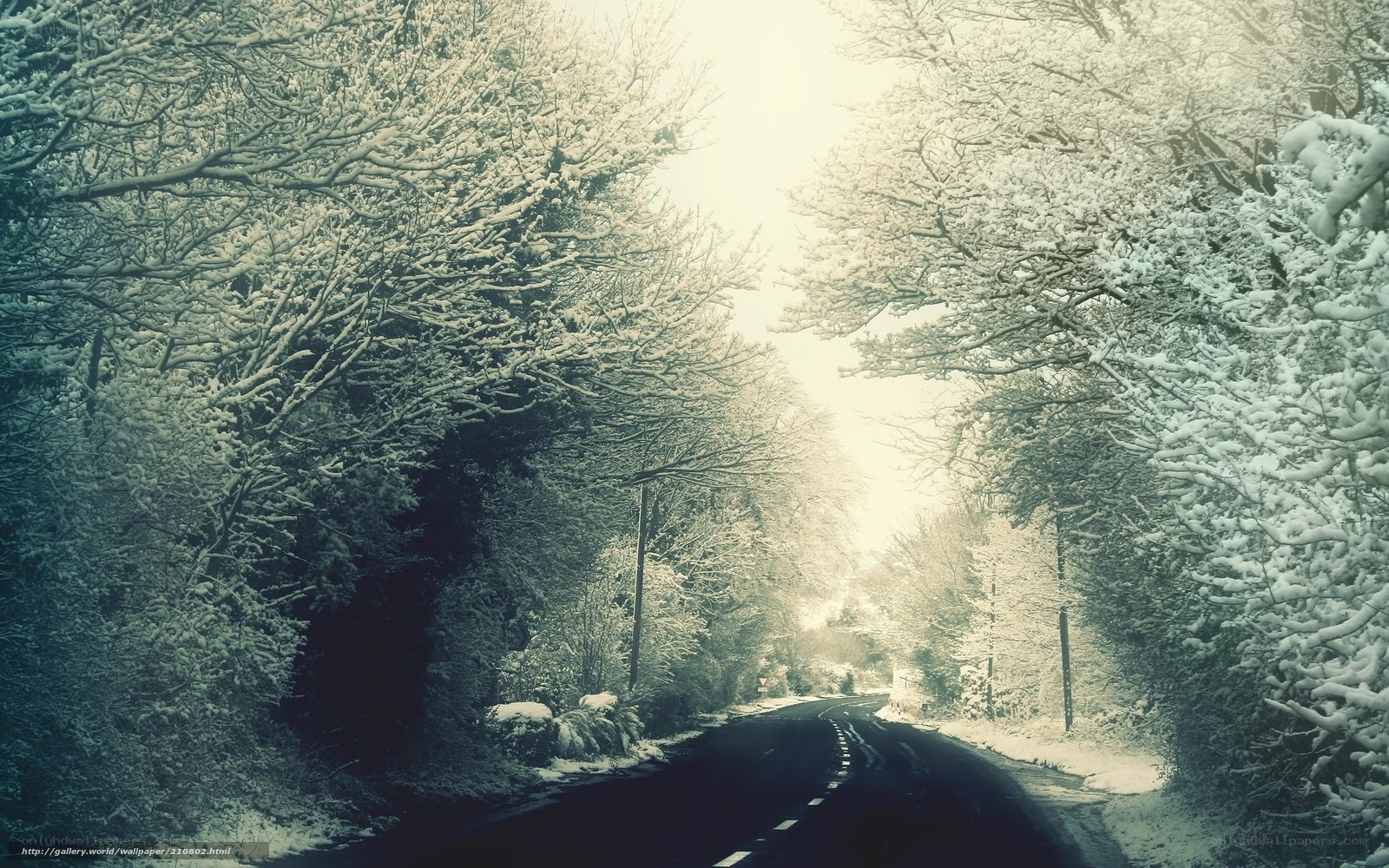 Snowy forest road