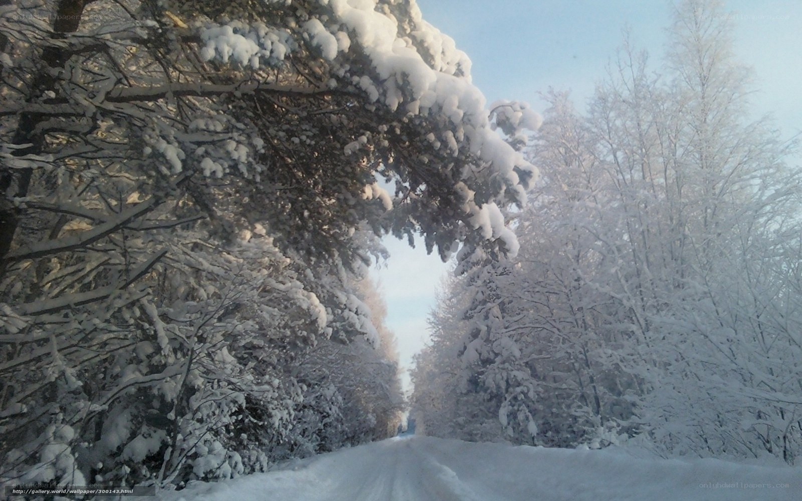 Snowy forest road