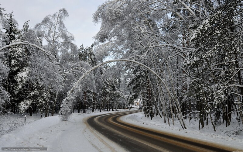 Snowy forest road