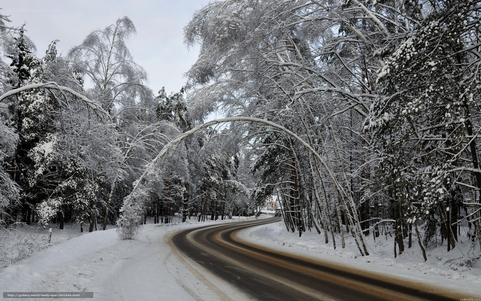 Snowy forest road