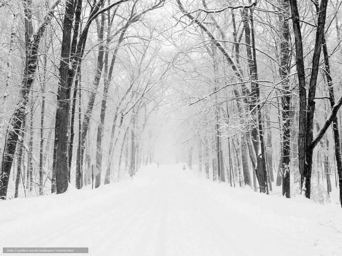 Snowy forest road