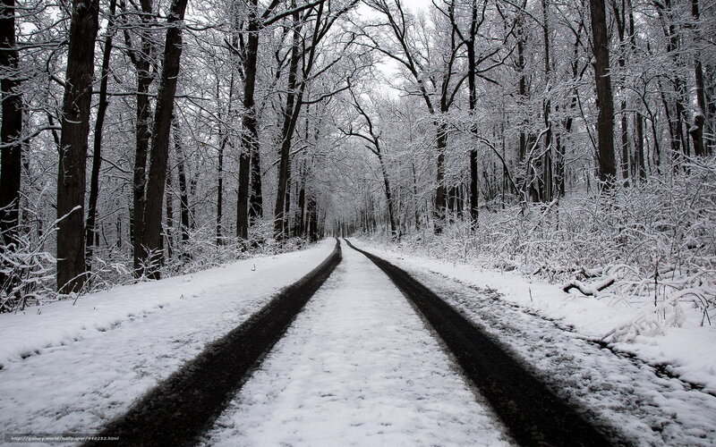 Snowy forest road