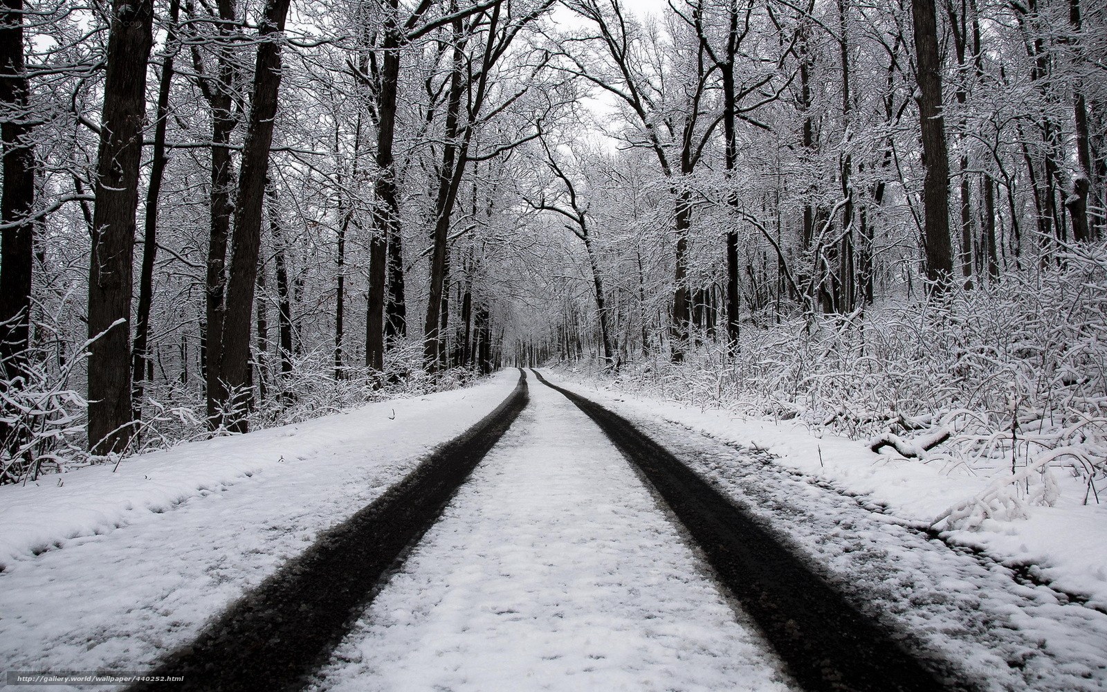Snowy forest road