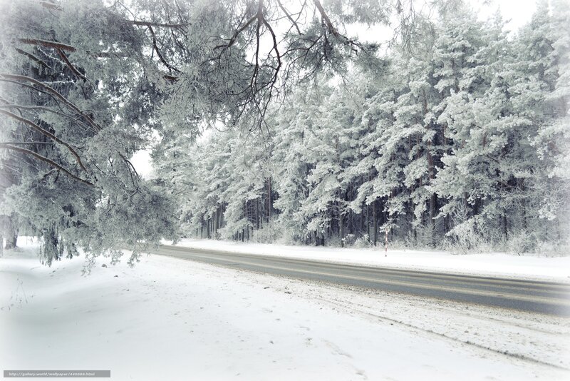 Snowy forest road