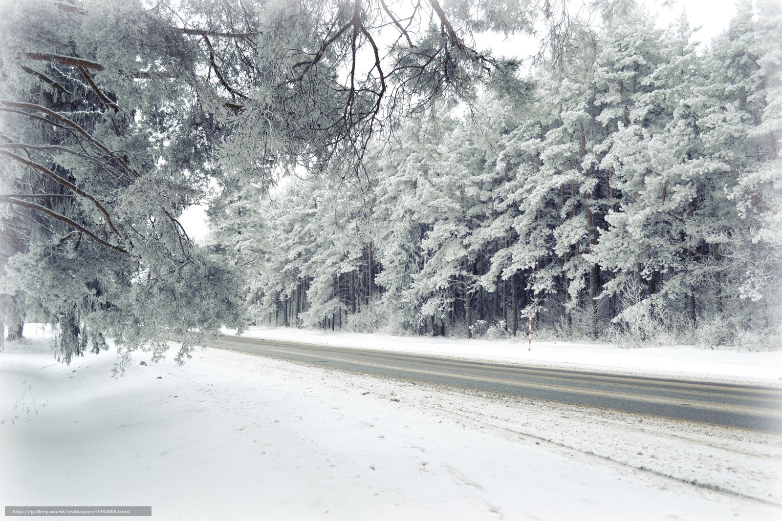 Snowy forest road