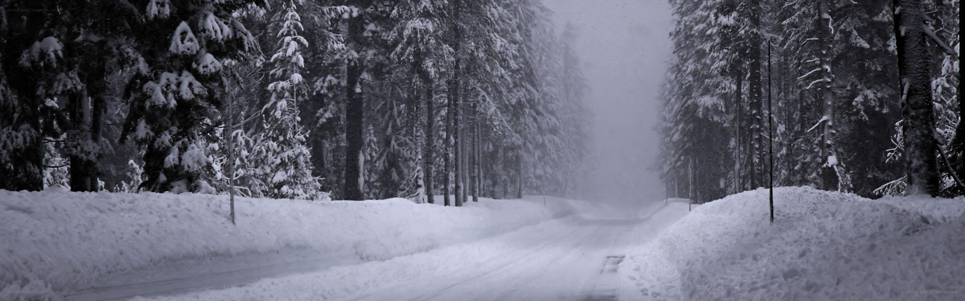 Snowy forest road