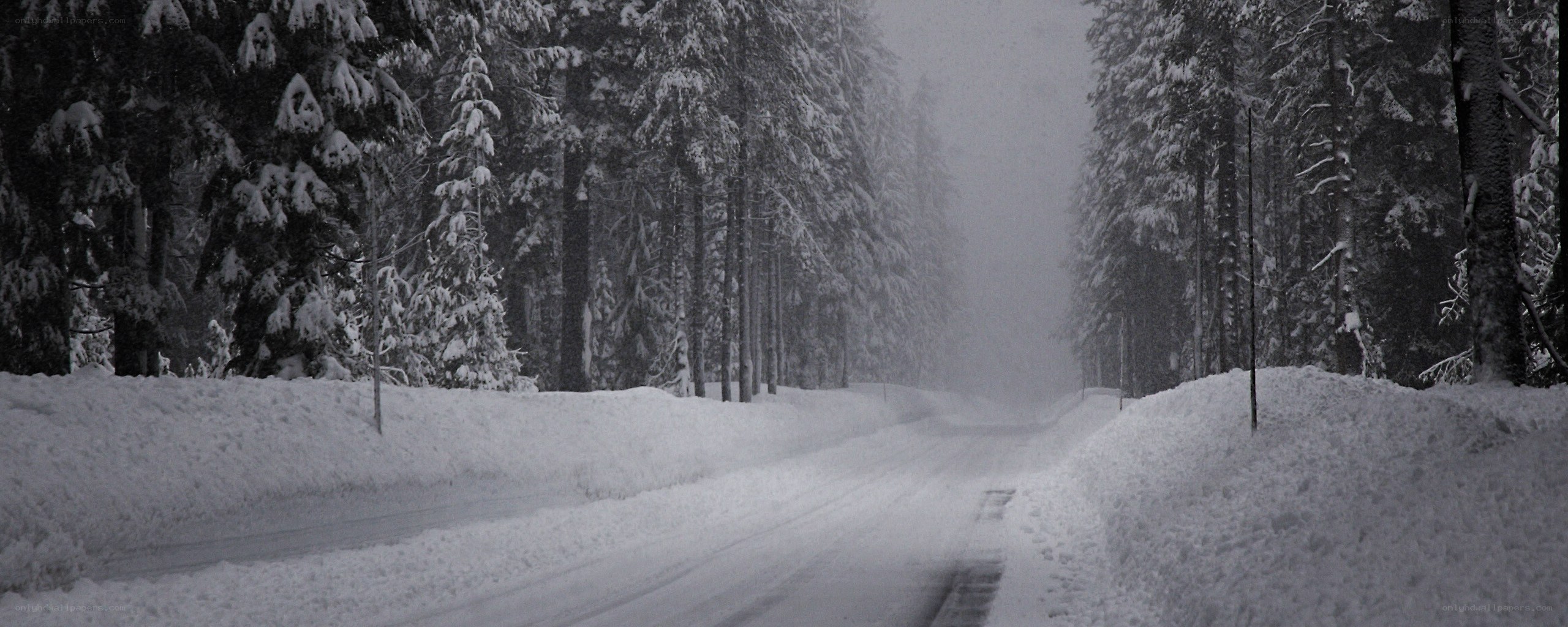 snowy forest road