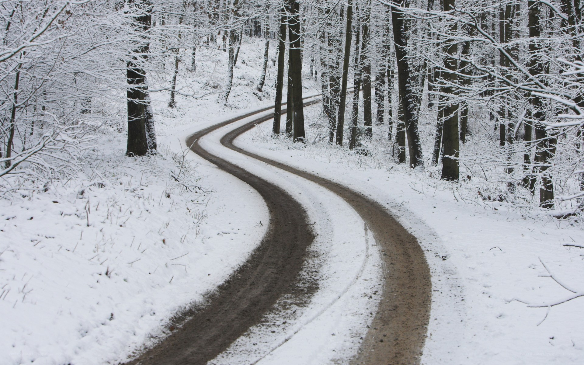 Snowy forest road