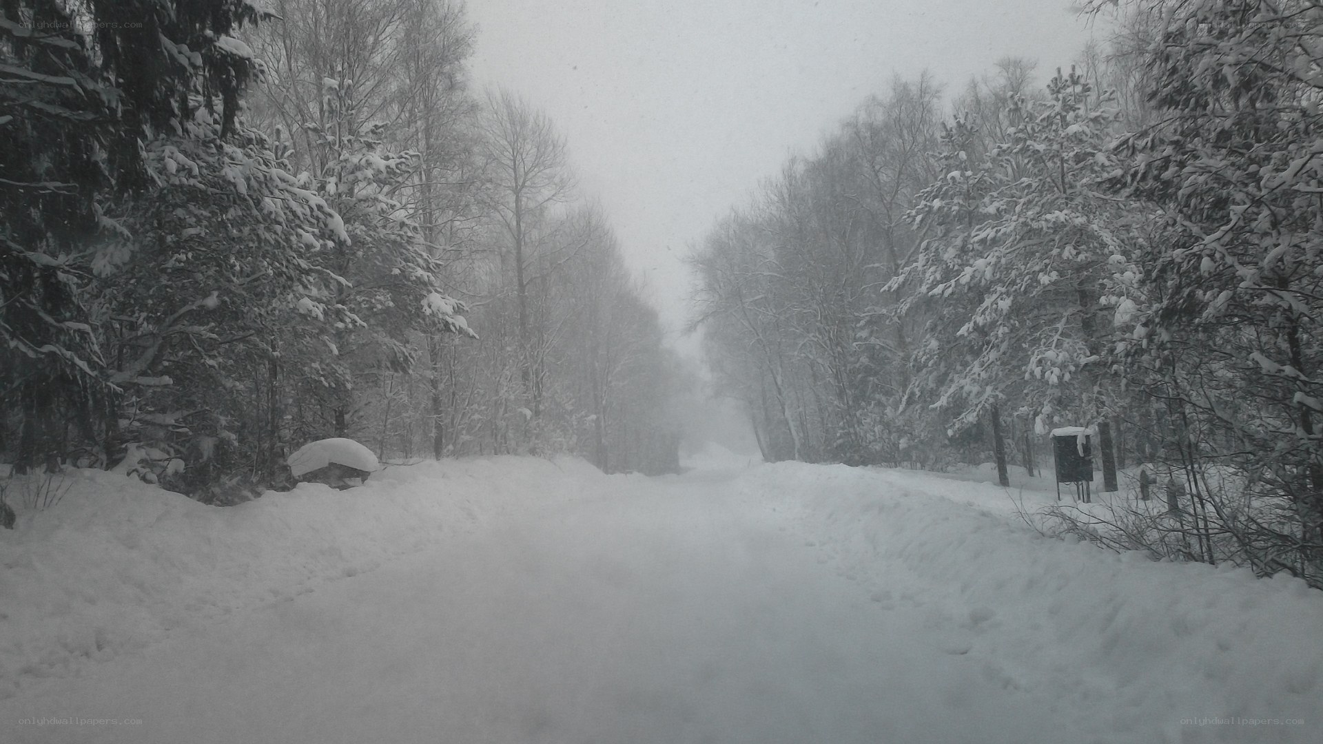 Snowy forest road
