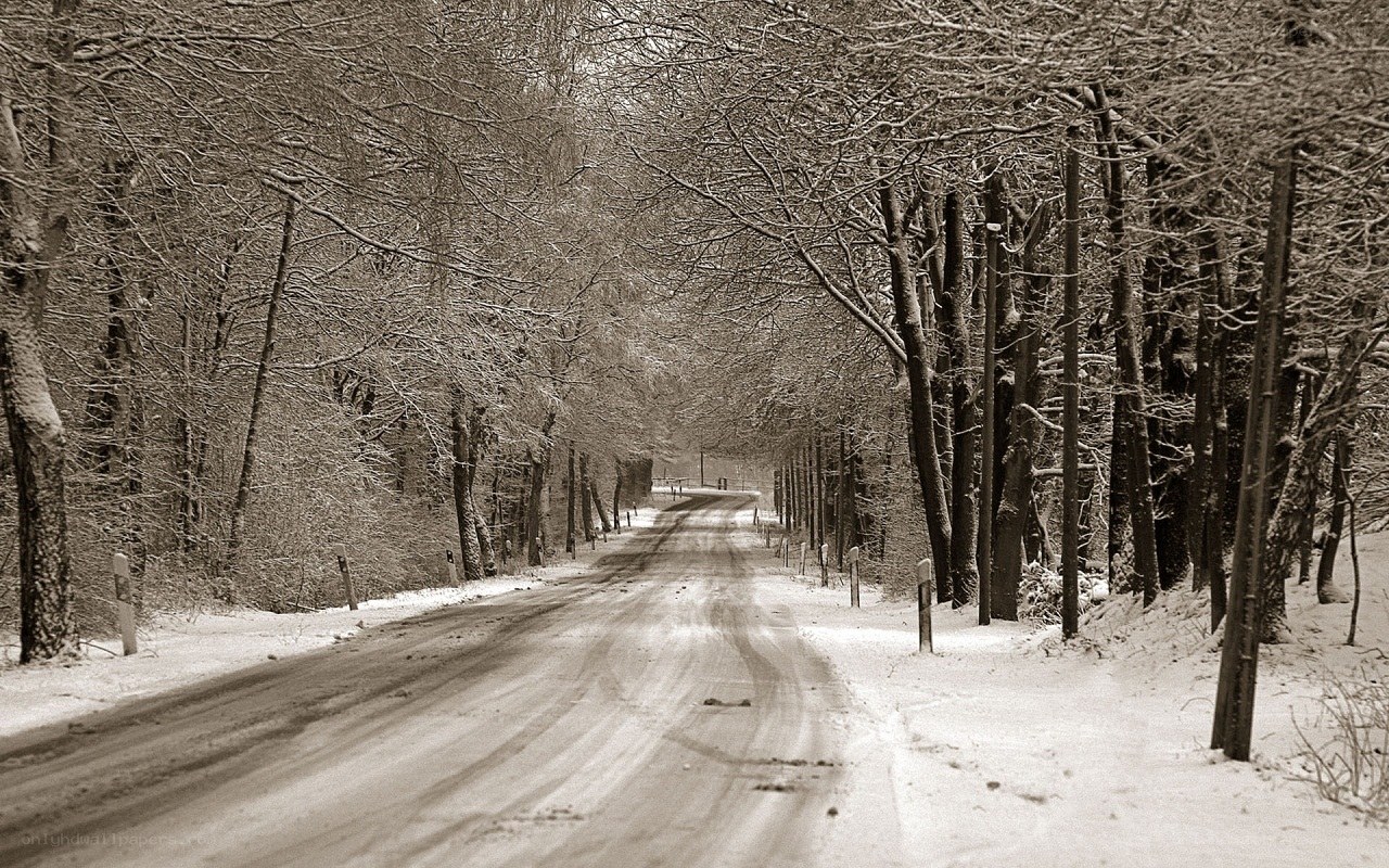 Snowy forest road