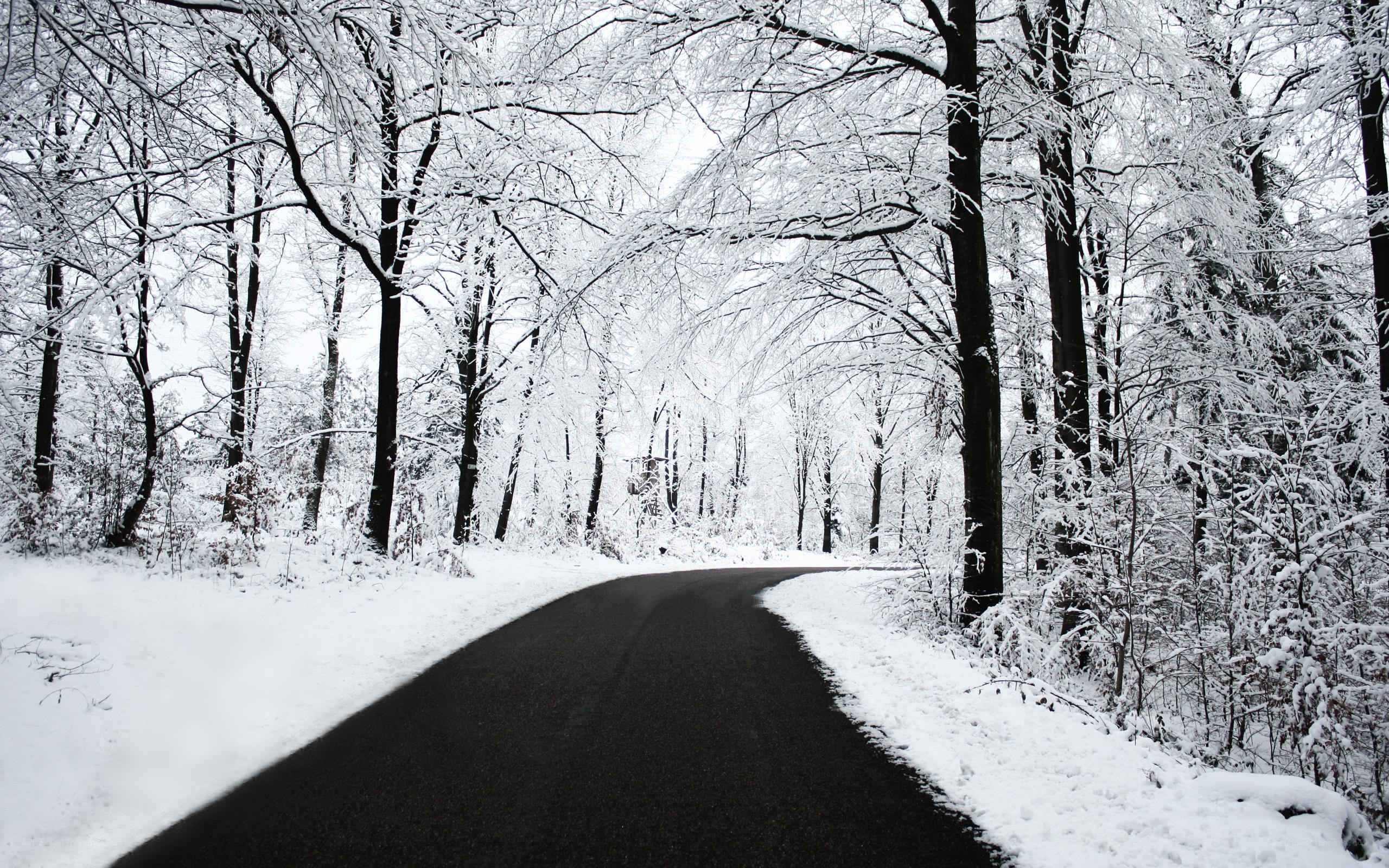 Snowy forest road