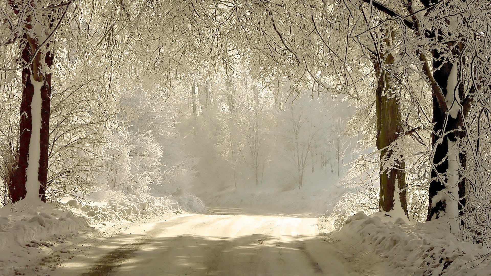 Snowy forest road