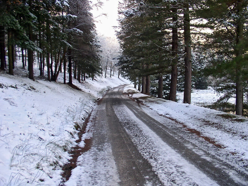 Snowy forest road