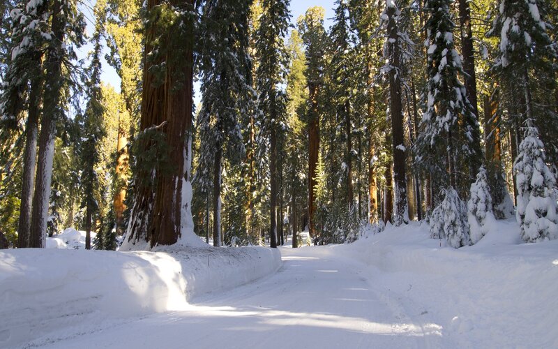 Snowy forest road