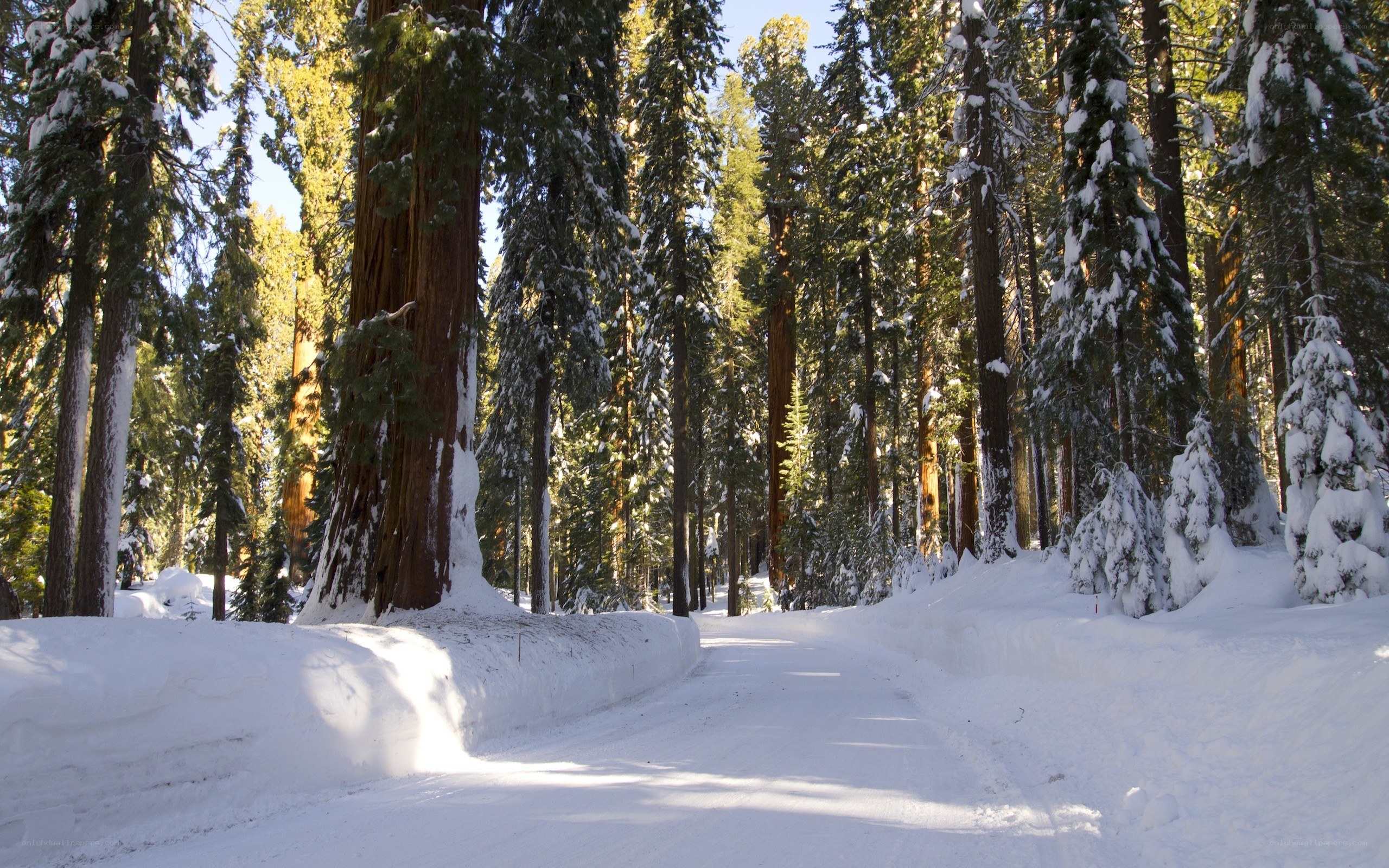 Snowy forest road