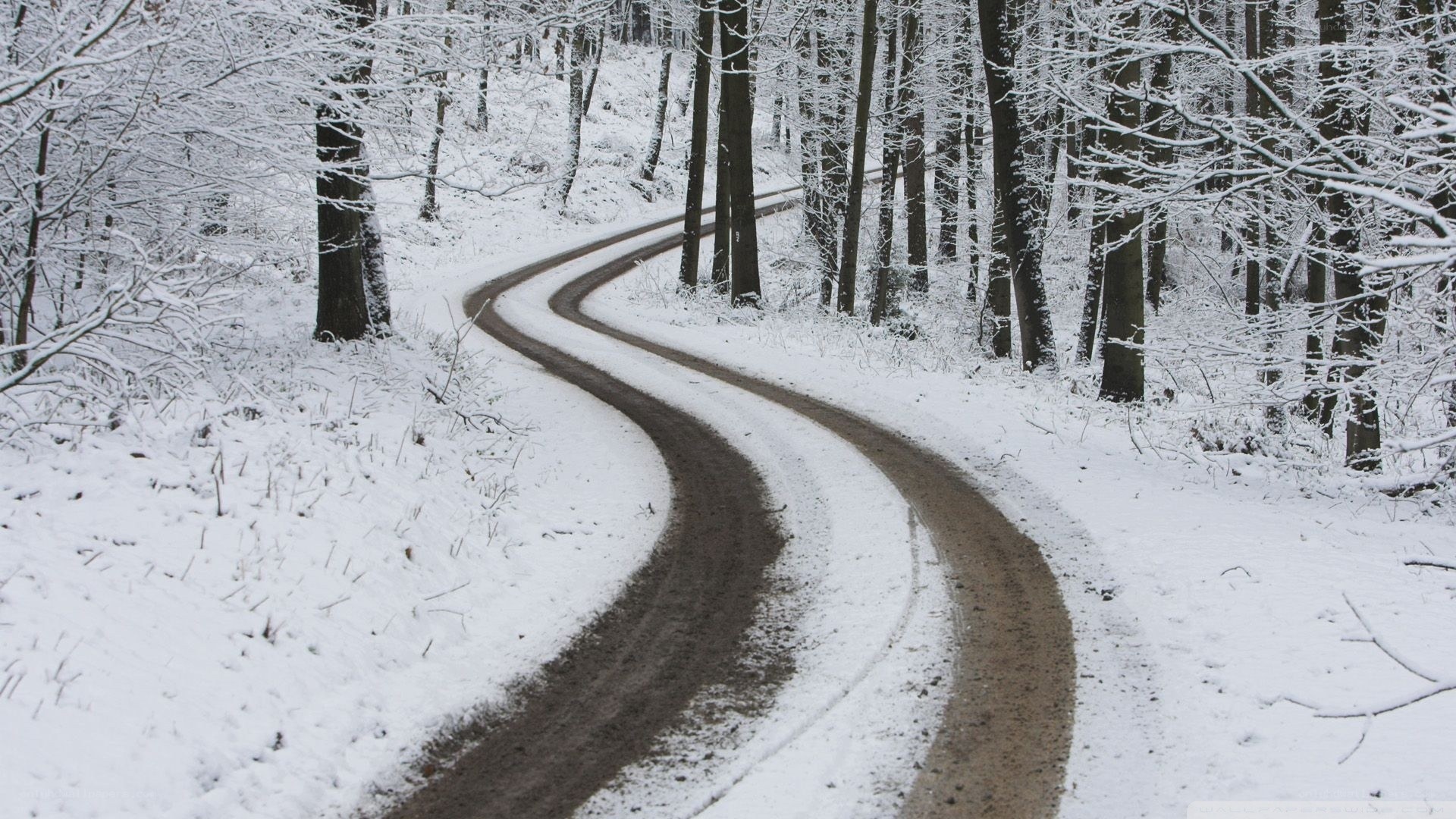 snowy forest road