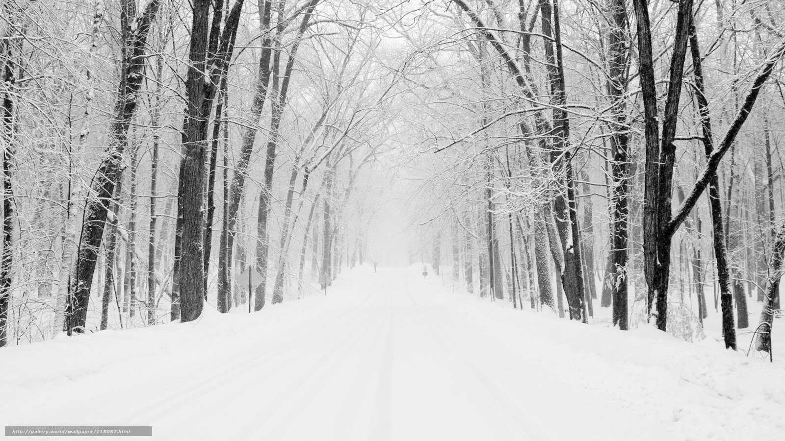 Snowy forest road