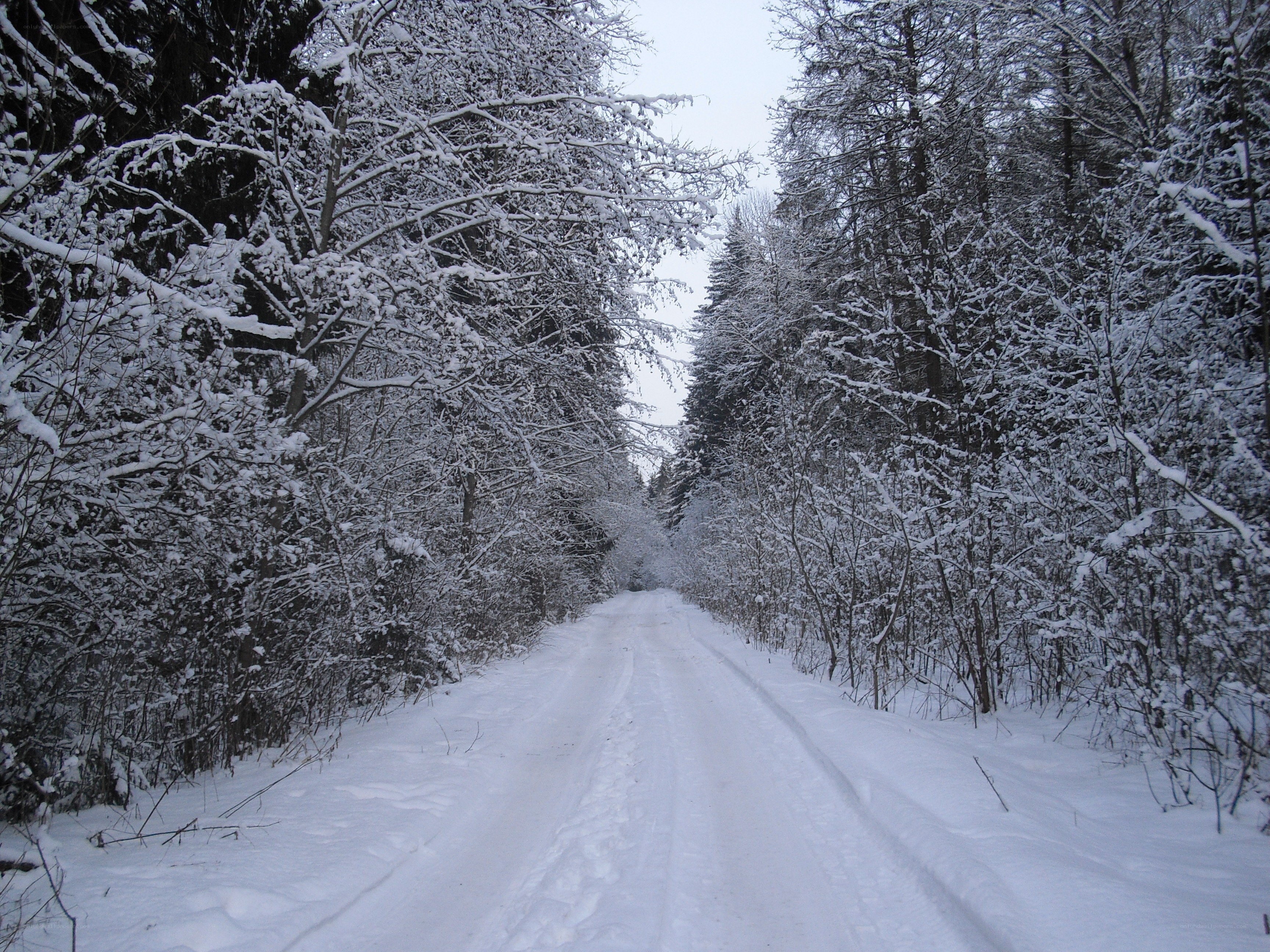 Snowy forest road