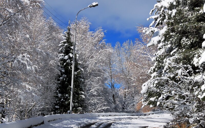 Snowy forest road