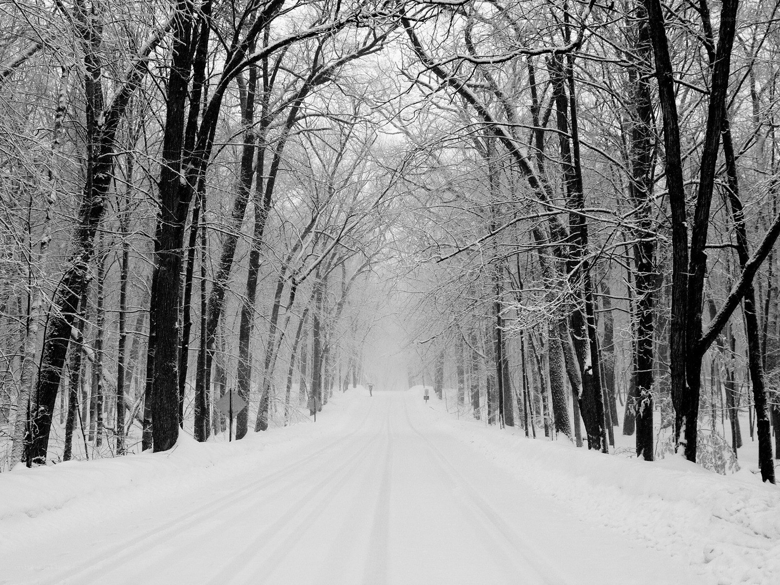Snowy forest road
