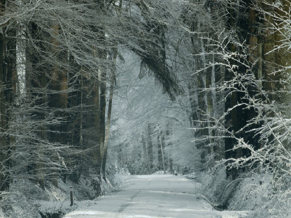 Snowy forest road