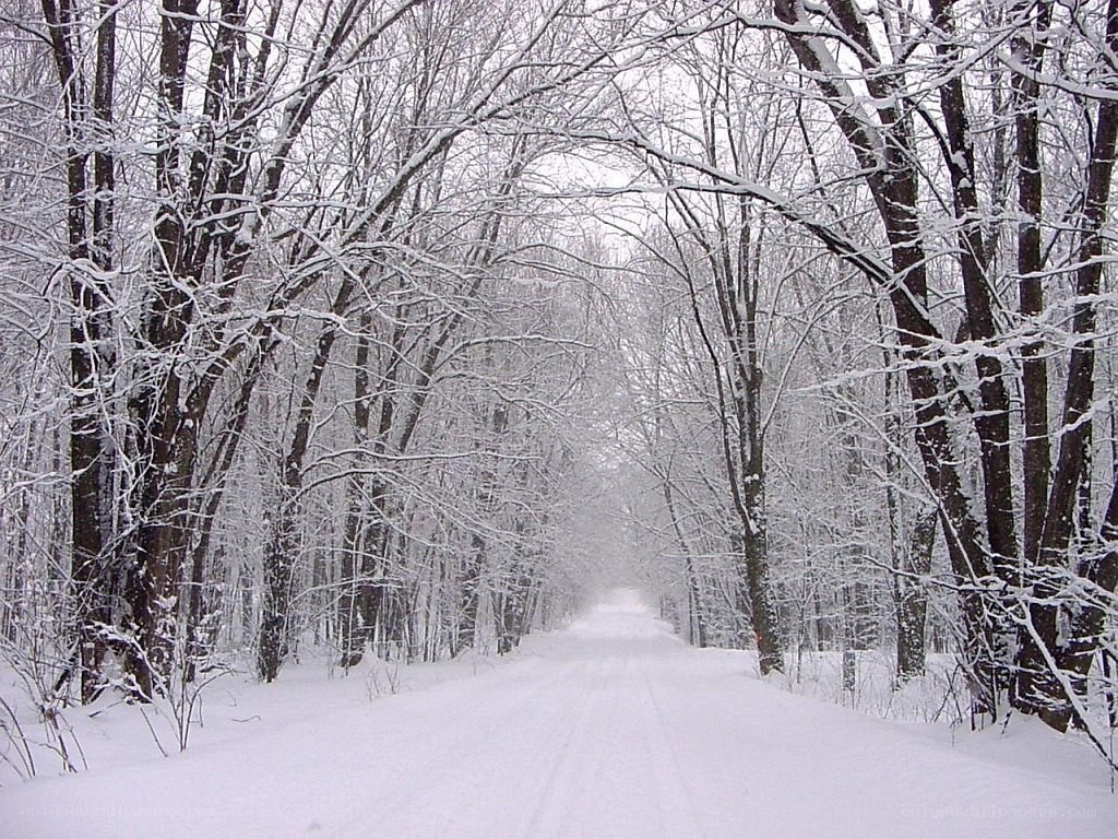 snowy forest road