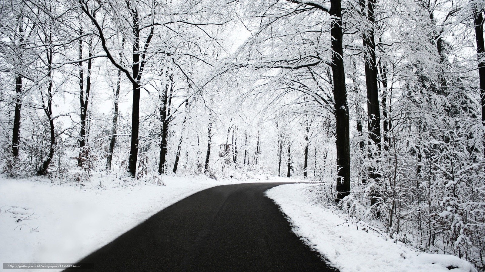 Snowy forest road