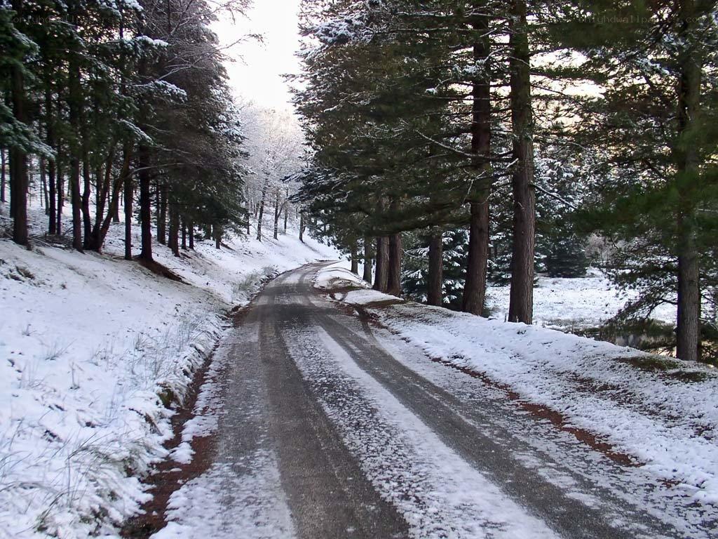 Snowy forest road