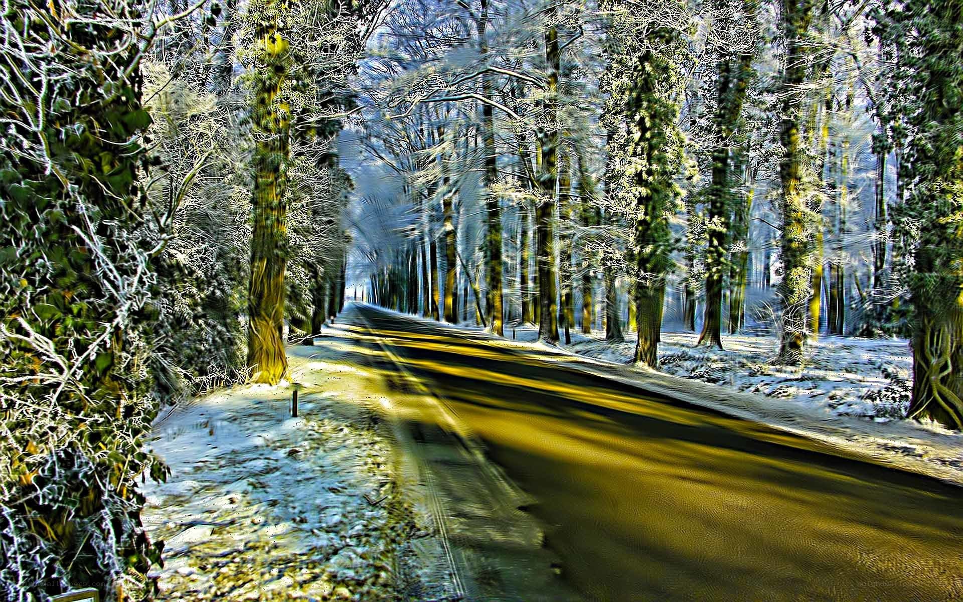 Snowy forest road