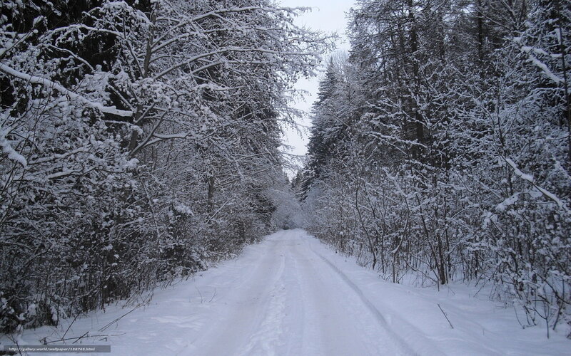Snowy forest road