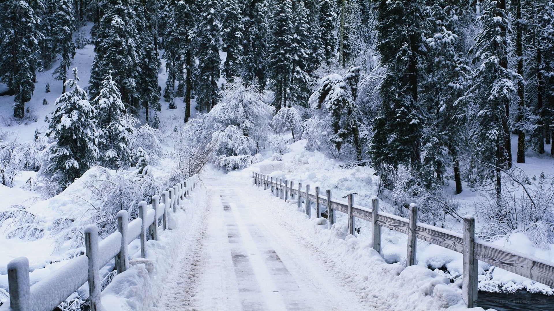 Snowy forest road bridge
