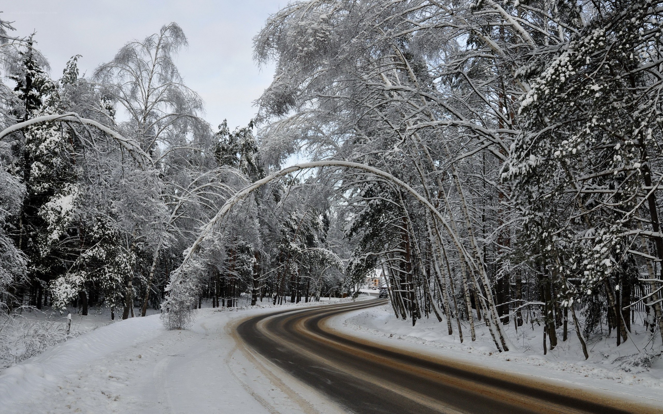 Snowy forest road curve