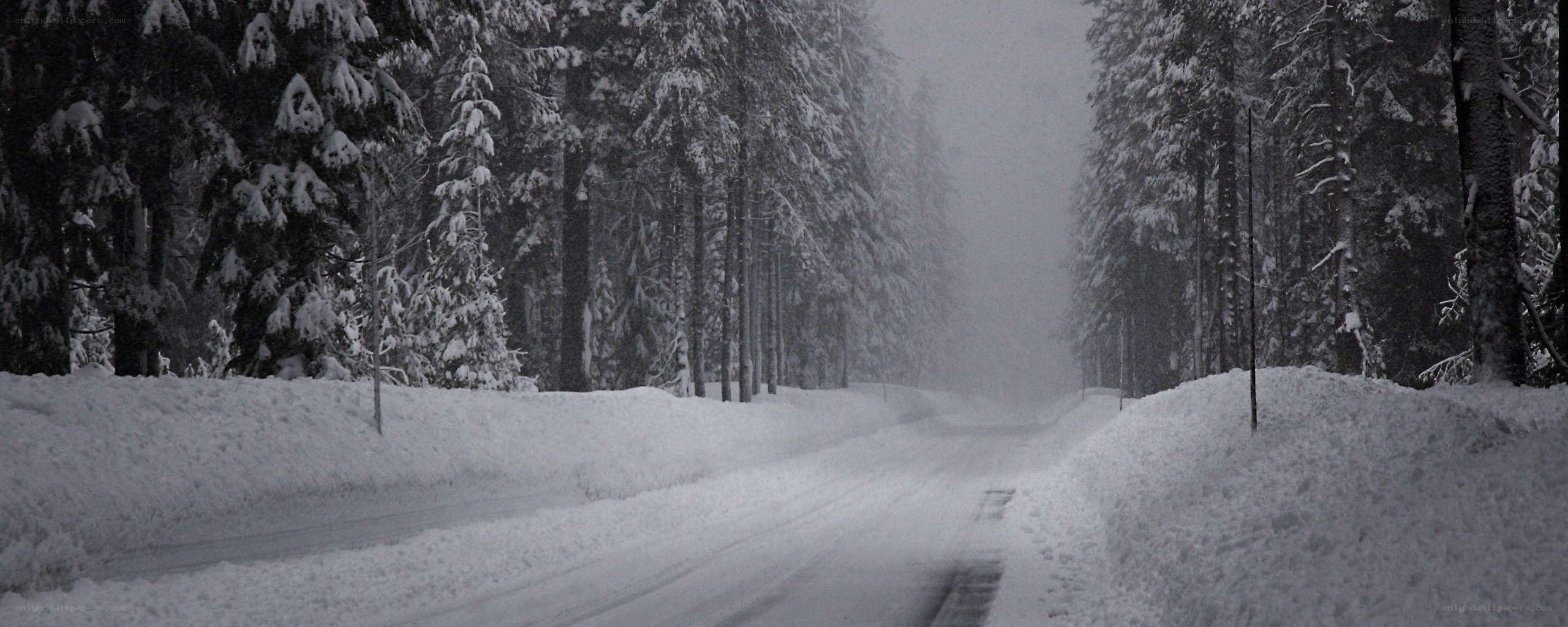 Snowy forest road during storm