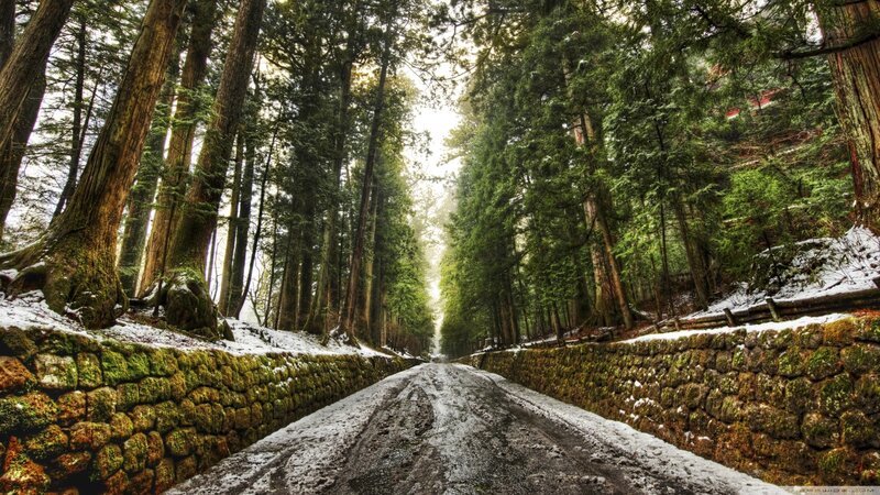 Snowy Forest Road — Green
