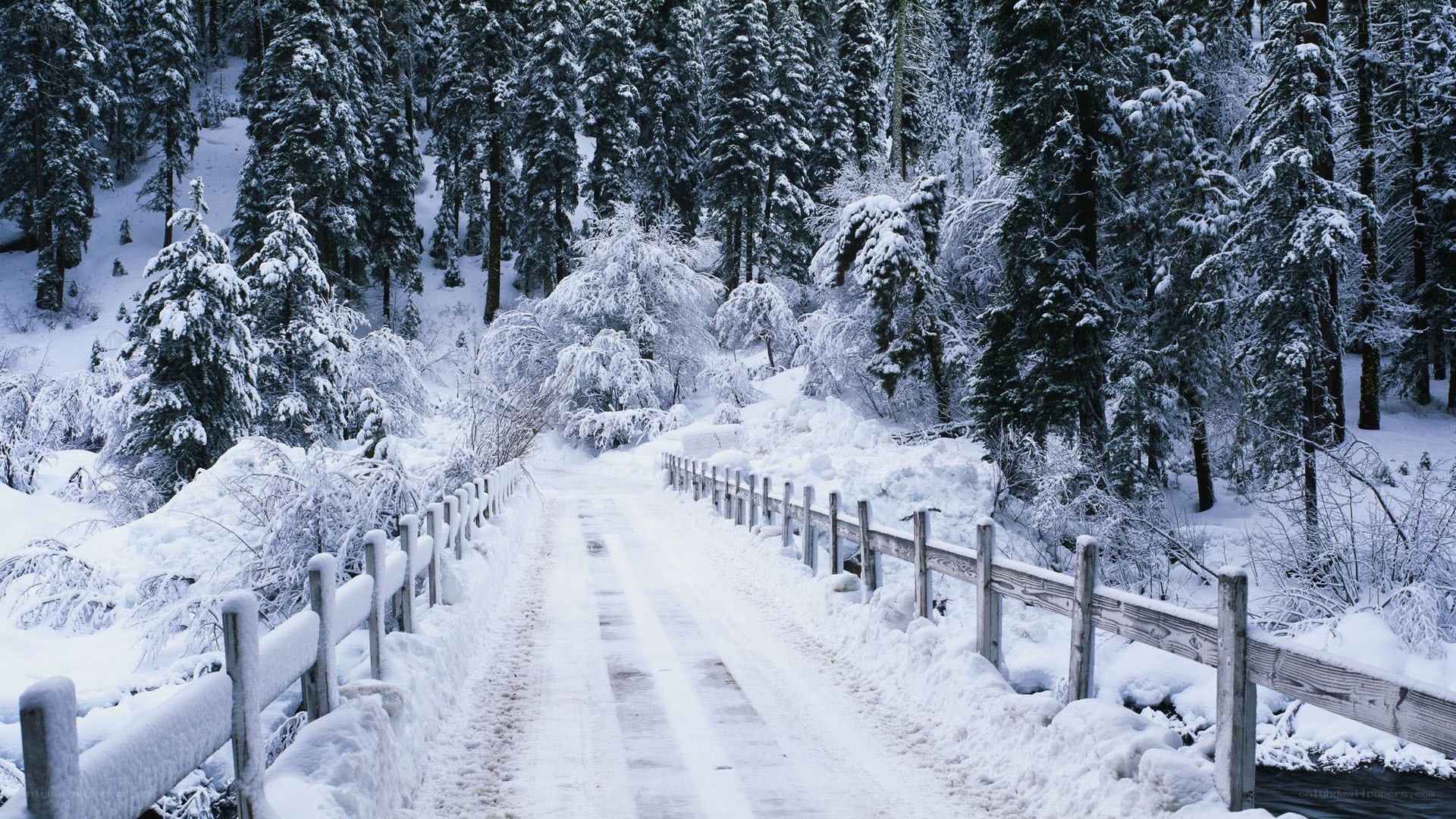 Snowy forest road in winter