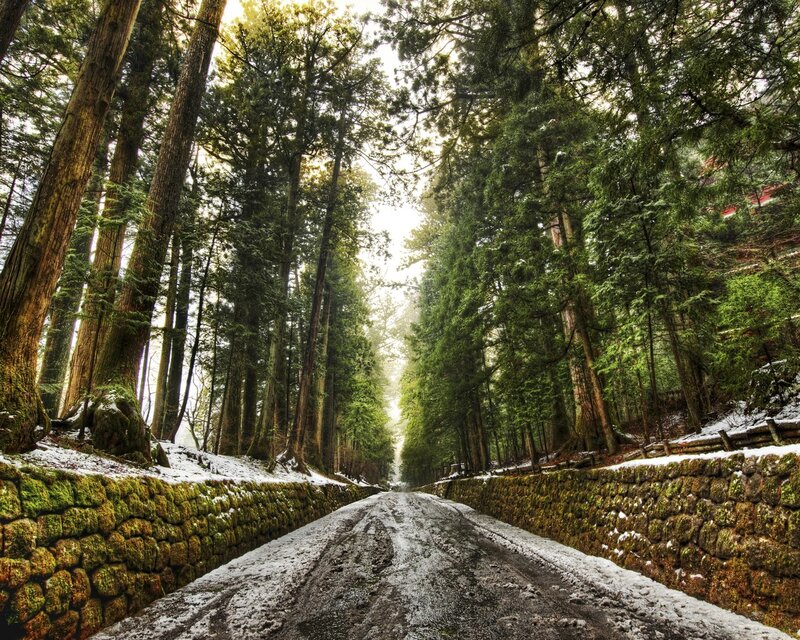 Snowy forest road path