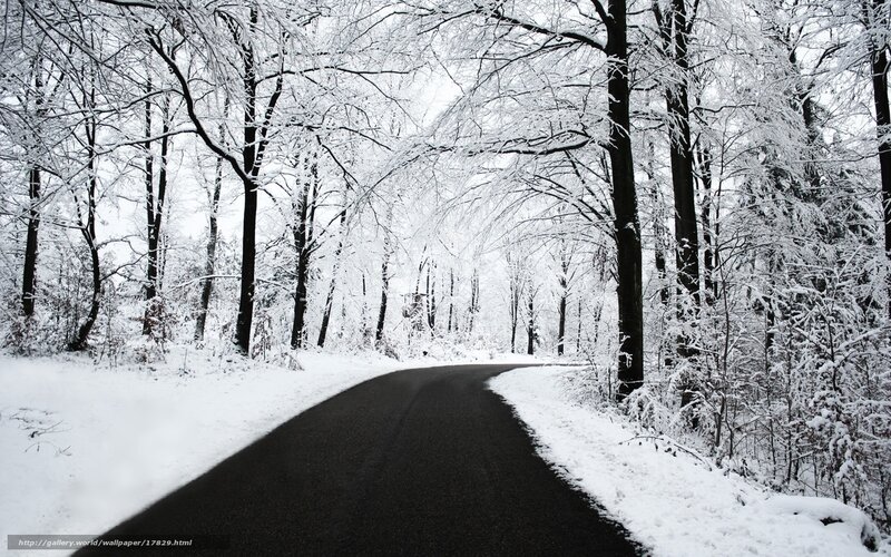 Snowy forest road