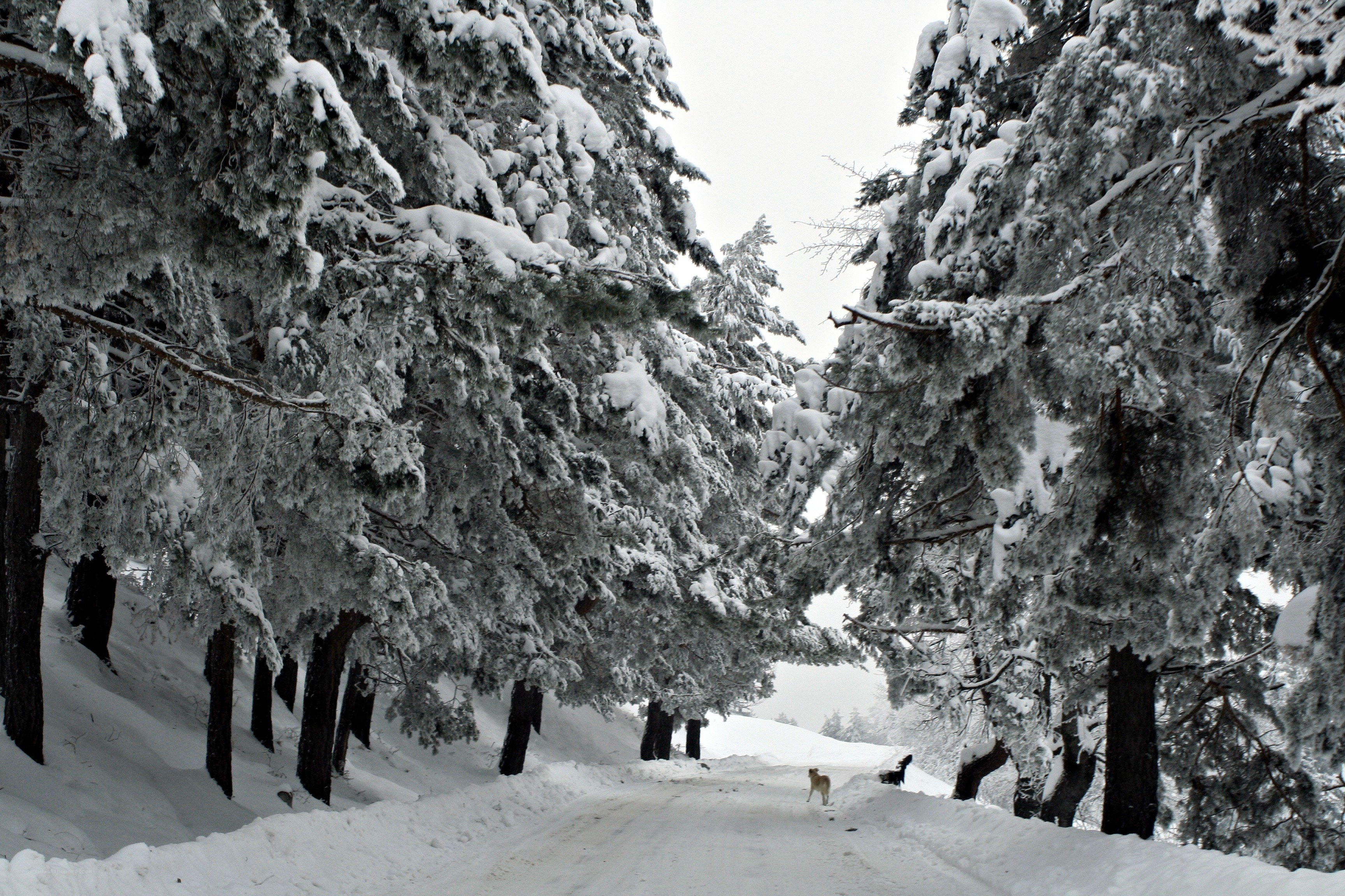 Snowy forest road with dogs