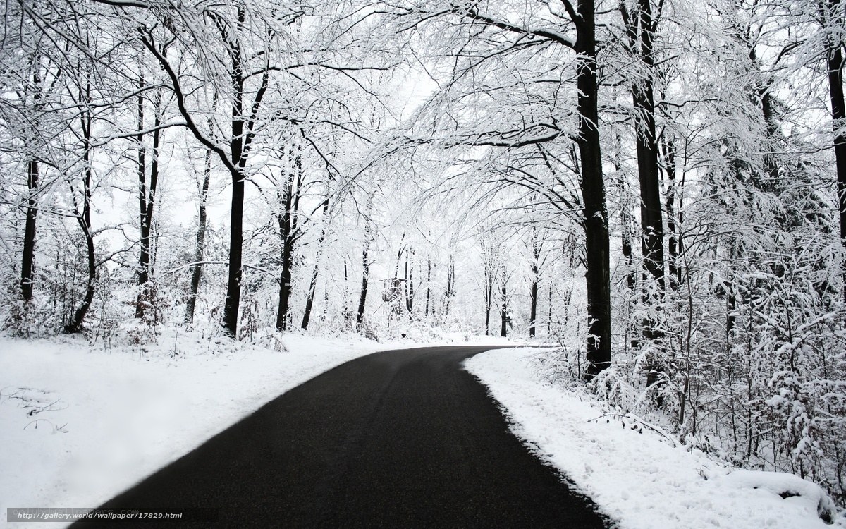 Snowy forest road