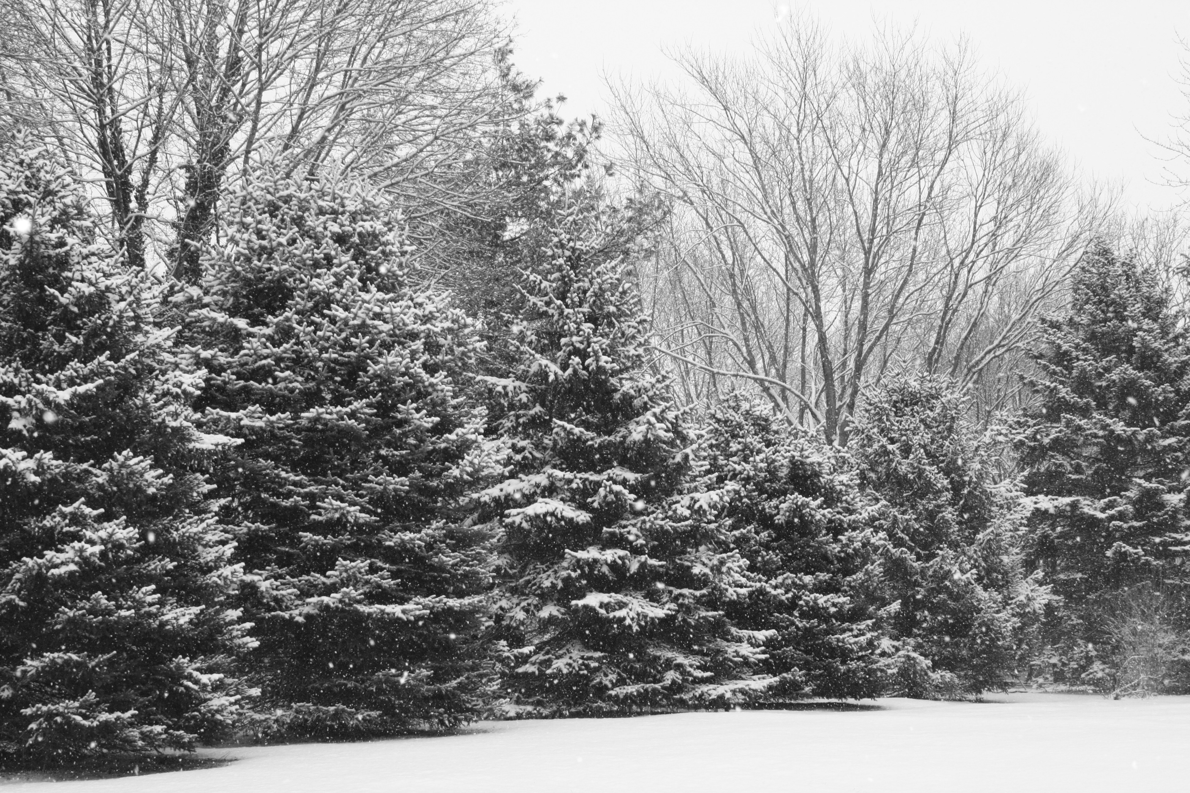 snowy forest scene