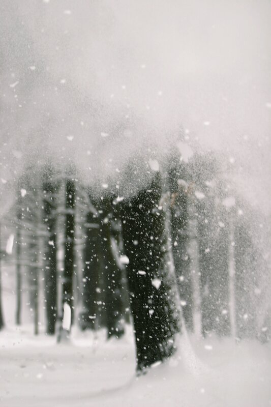 Snowy forest scene