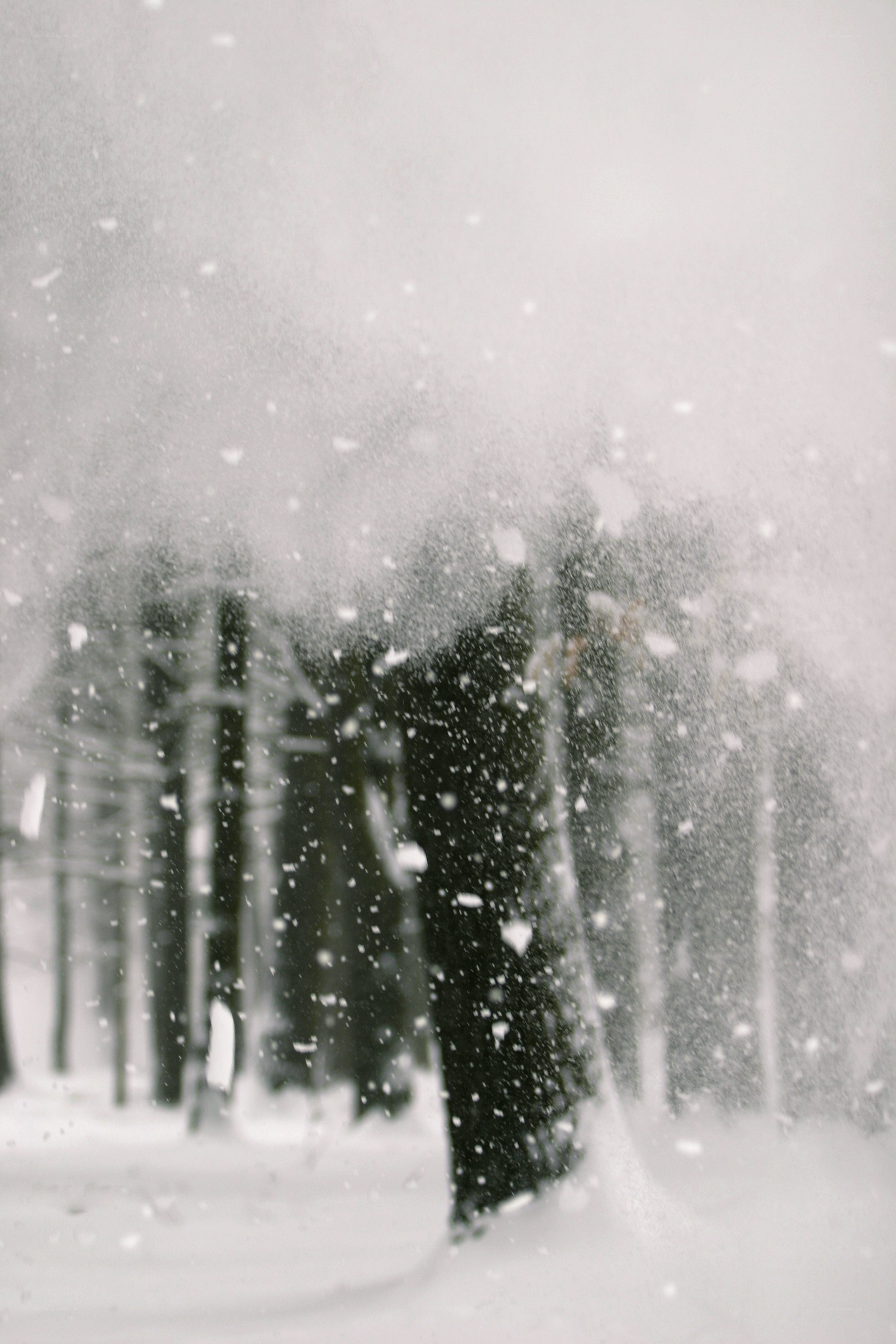 Snowy forest scene