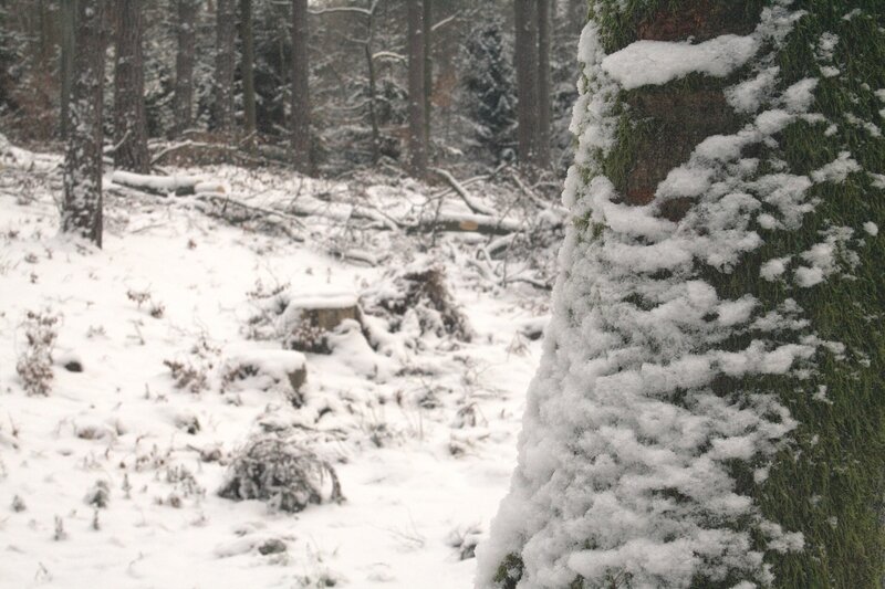 snowy forest scene