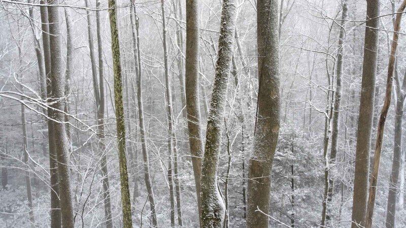 snowy forest scene