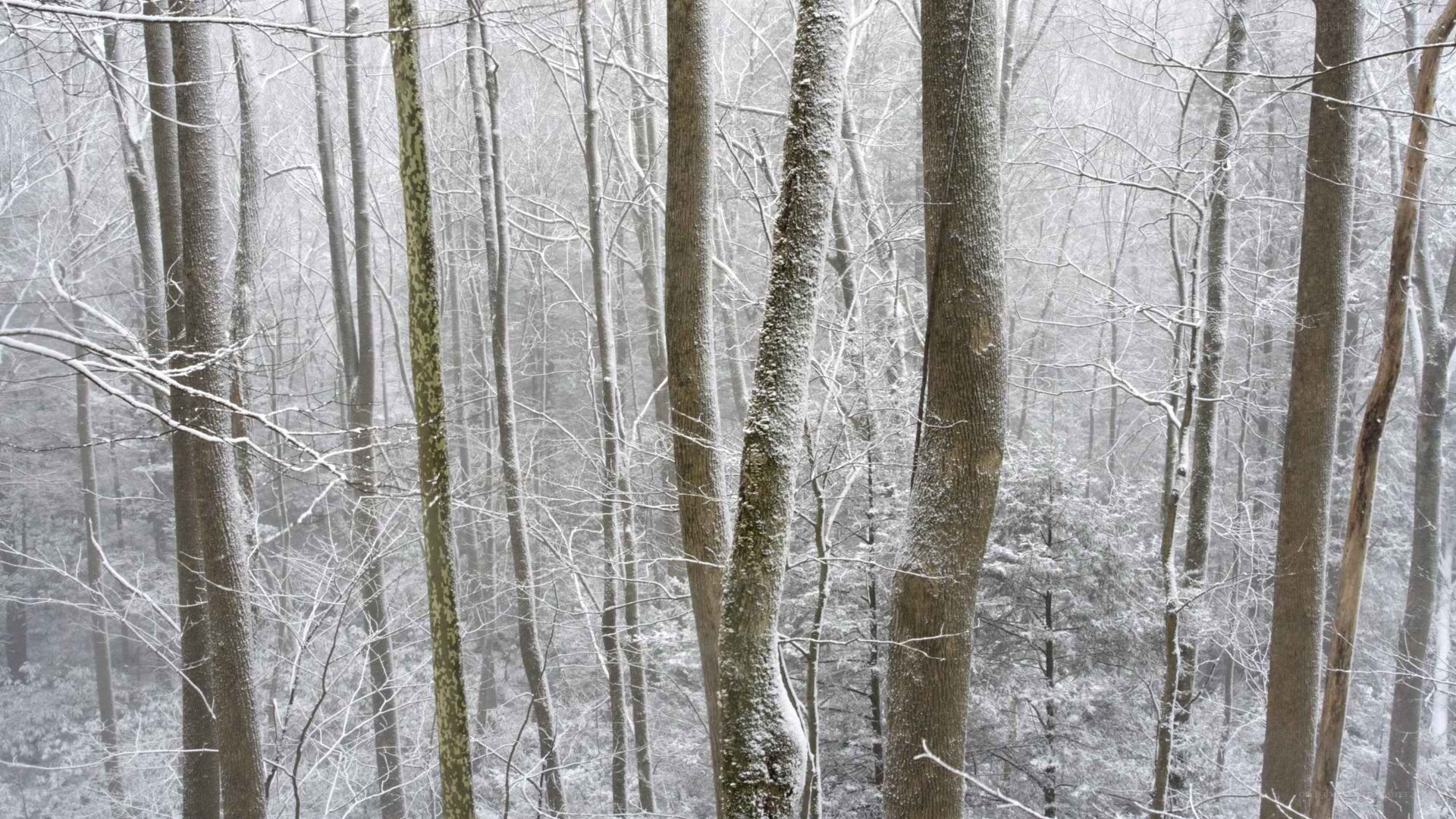 snowy forest scene