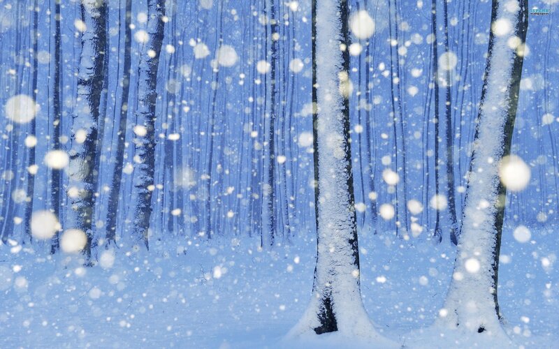 Snowy Forest Scene — Blue, Serene, Winter, Photograph